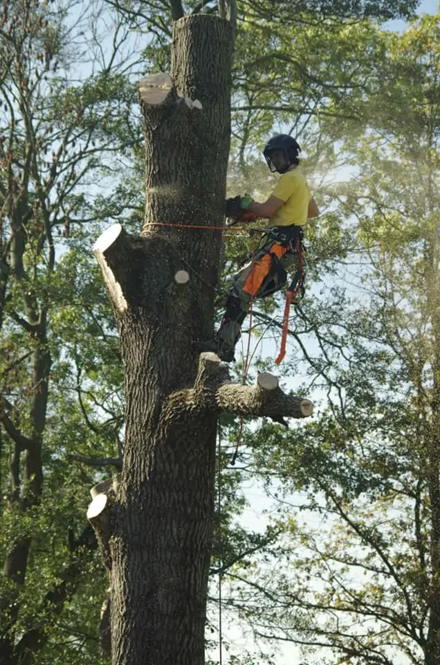 Zdjęcie przedstawiające usługę arborystycznego wycięcia drzew realizowane przez naszą firmę.
