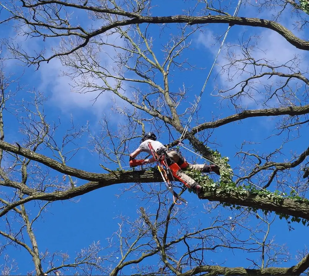 Zdjęcie przedstawiające jak nasza firma, wykonuję usługę przycięcie drzewa metodą arborystyczną, polegającą na wejściu na koronę drzewa i przycinaniu gałęzi.